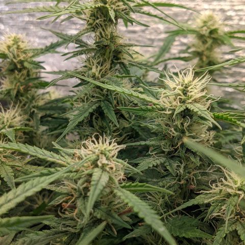 Auto Dutch Driver Feminised  growlog timeline photo