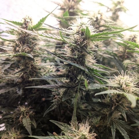 Auto Dutch Driver Feminised  growlog timeline photo