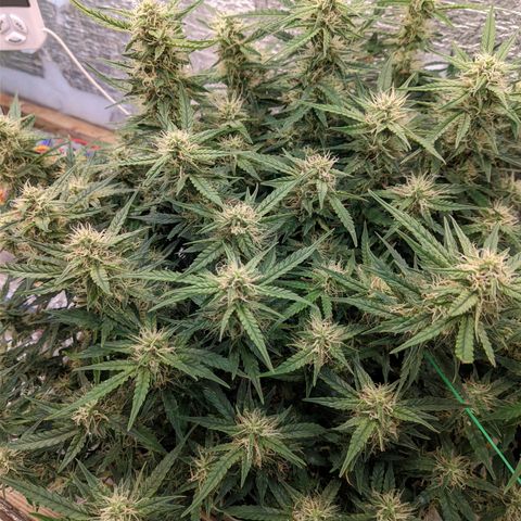 Auto Dutch Driver Feminised  growlog timeline photo
