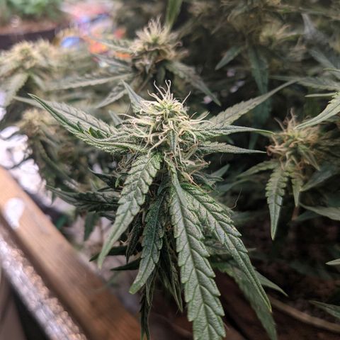 Auto Dutch Driver Feminised  growlog timeline photo