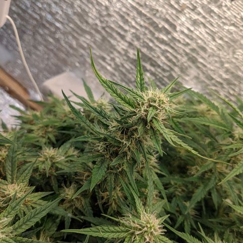 Auto Dutch Driver Feminised  growlog timeline photo
