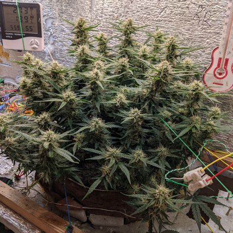 Auto Dutch Driver Feminised  growlog timeline photo