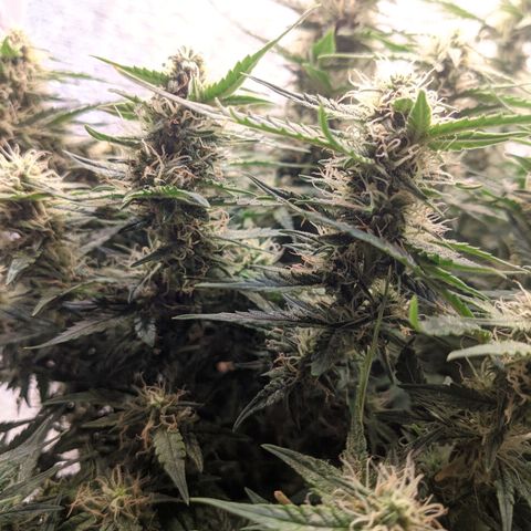 Auto Dutch Driver Feminised  growlog timeline photo