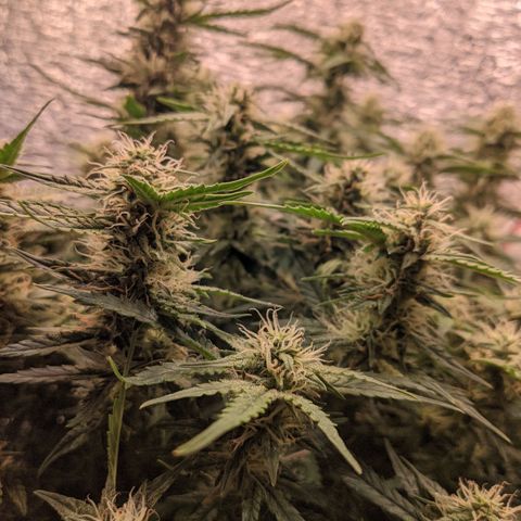 Auto Dutch Driver Feminised  growlog timeline photo