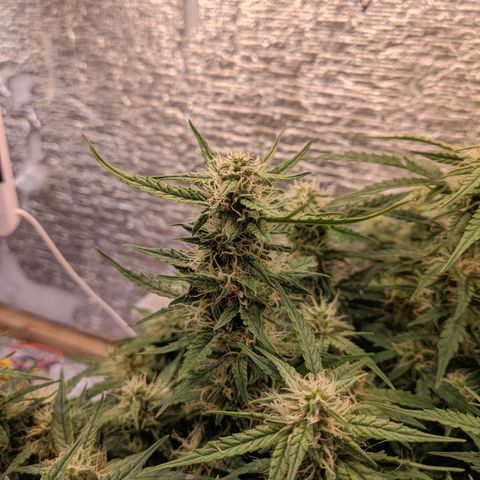Auto Dutch Driver Feminised  growlog timeline photo