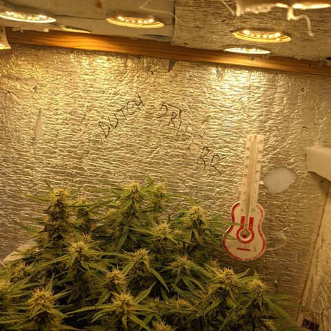 Auto Dutch Driver Feminised  growlog timeline photo