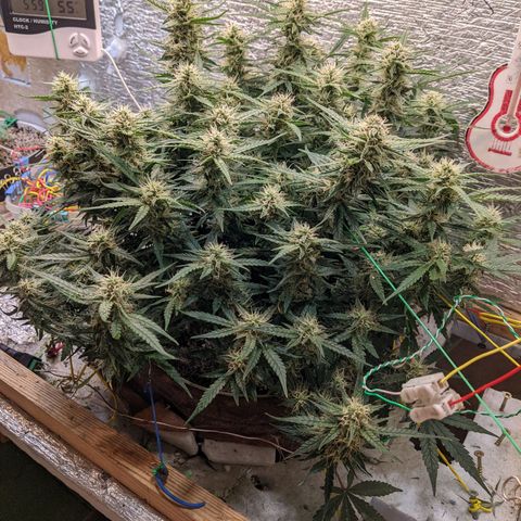 Auto Dutch Driver Feminised  growlog timeline photo