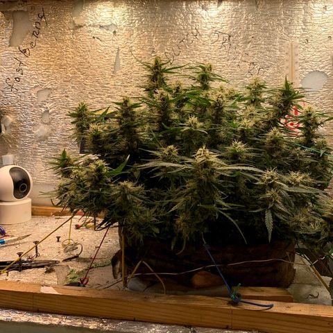 Auto Dutch Driver Feminised  growlog timeline photo