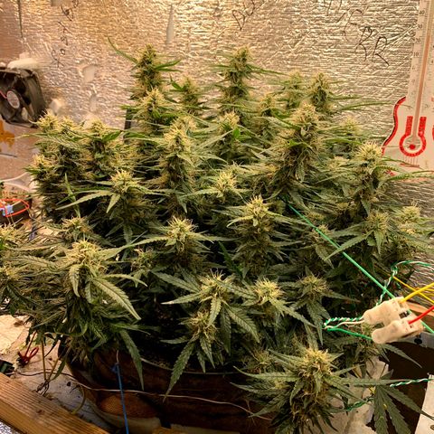 Auto Dutch Driver Feminised  growlog timeline photo