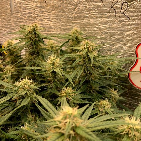Auto Dutch Driver Feminised  growlog timeline photo