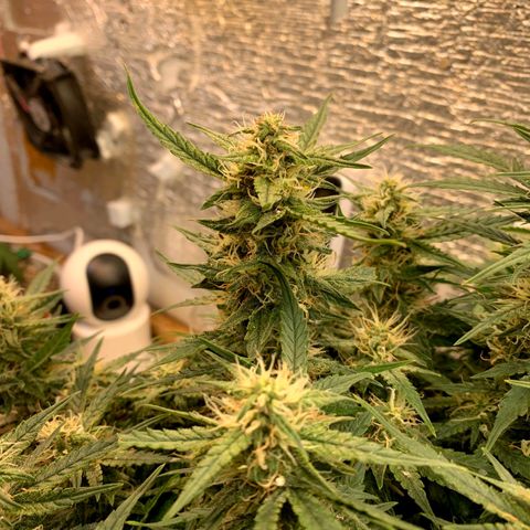 Auto Dutch Driver Feminised  growlog timeline photo
