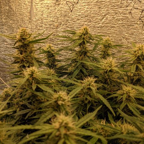 Auto Dutch Driver Feminised  growlog timeline photo