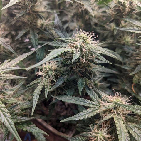 Auto Dutch Driver Feminised  growlog timeline photo