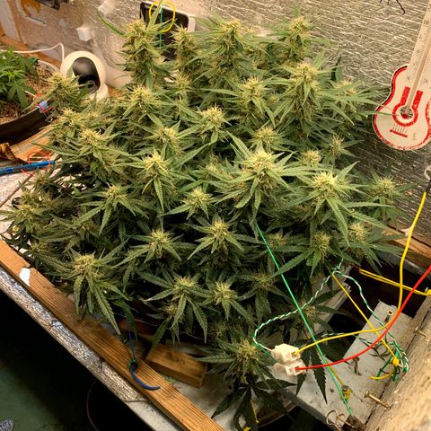 Auto Dutch Driver Feminised  growlog timeline photo