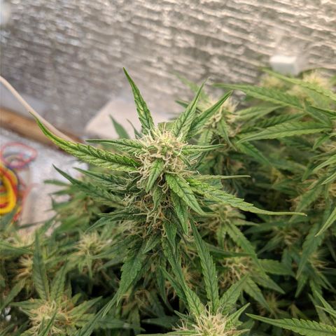 Auto Dutch Driver Feminised  growlog timeline photo