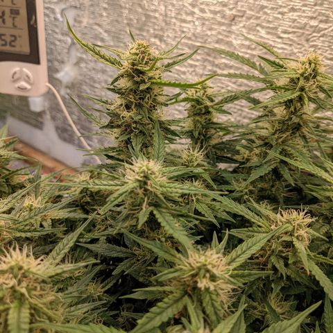 Auto Dutch Driver Feminised  growlog timeline photo