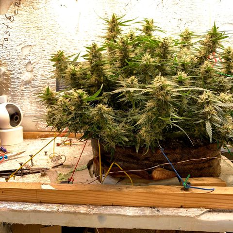 Auto Dutch Driver Feminised  growlog timeline photo