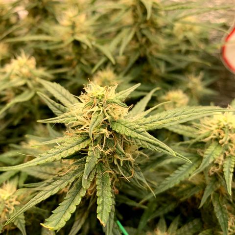 Auto Dutch Driver Feminised  growlog timeline photo