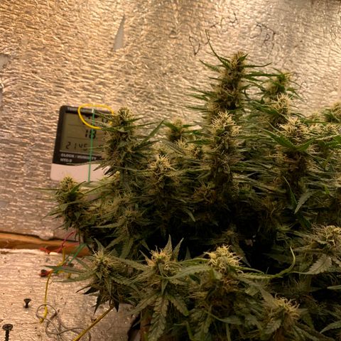 Auto Dutch Driver Feminised  growlog timeline photo