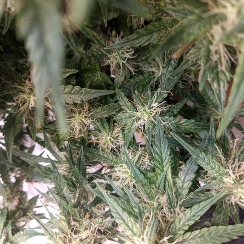 Auto Dutch Driver Feminised  growlog timeline photo