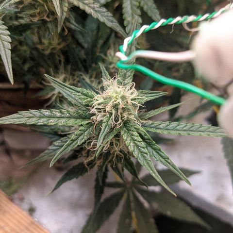 Auto Dutch Driver Feminised  growlog timeline photo