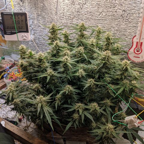Auto Dutch Driver Feminised  growlog timeline photo