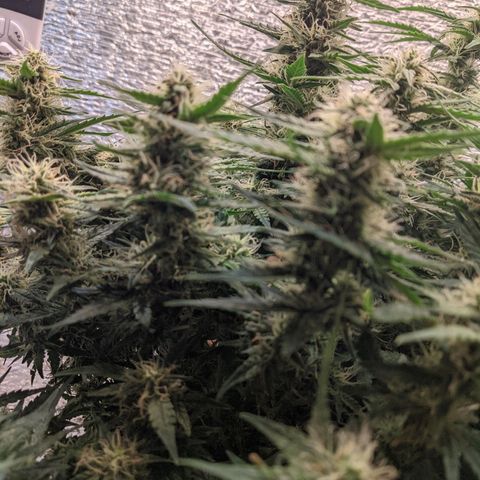 Auto Dutch Driver Feminised  growlog timeline photo