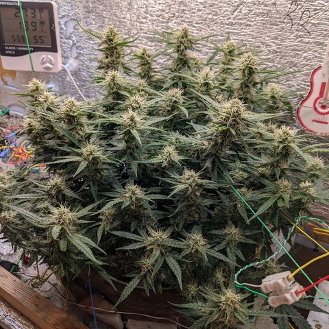 Auto Dutch Driver Feminised  growlog timeline photo