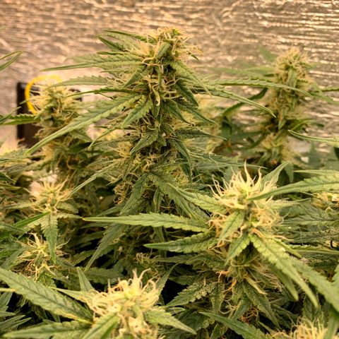 Auto Dutch Driver Feminised  growlog timeline photo