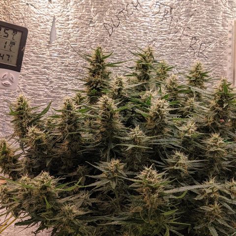 Auto Dutch Driver Feminised  growlog timeline photo