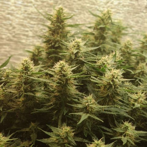 Auto Dutch Driver Feminised  growlog timeline photo