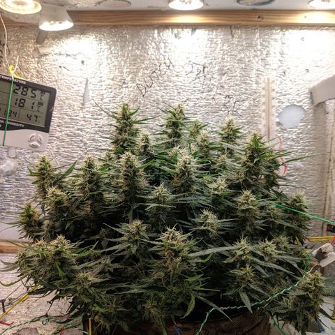 Auto Dutch Driver Feminised  growlog timeline photo