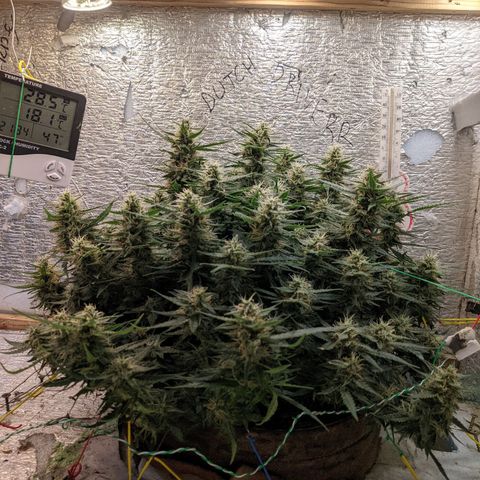 Auto Dutch Driver Feminised  growlog timeline photo
