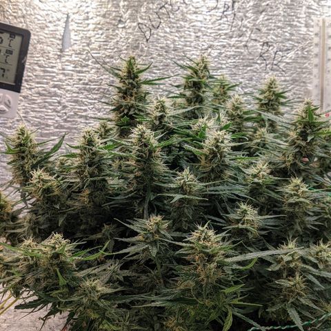 Auto Dutch Driver Feminised  growlog timeline photo