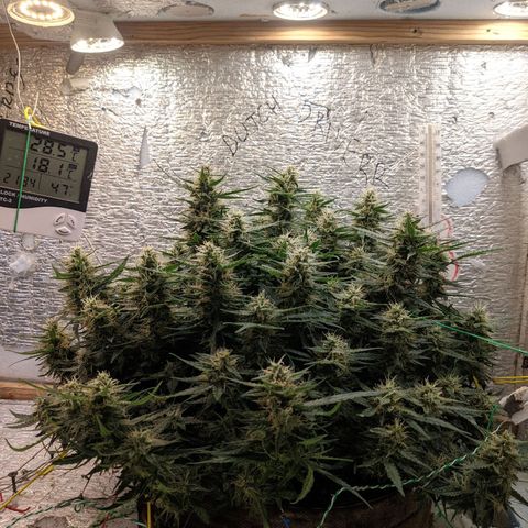 Auto Dutch Driver Feminised  growlog timeline photo