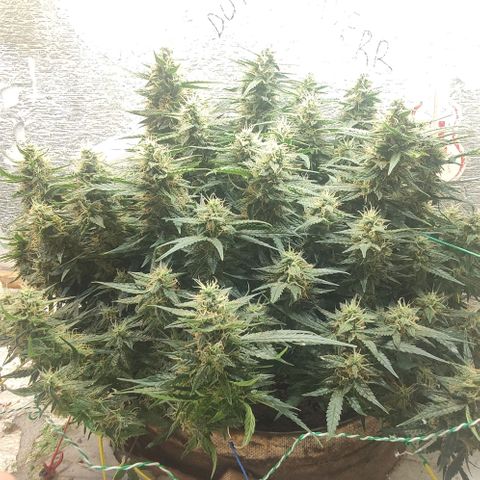 Auto Dutch Driver Feminised  growlog timeline photo
