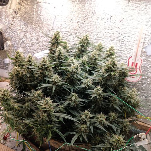 Auto Dutch Driver Feminised  growlog timeline photo