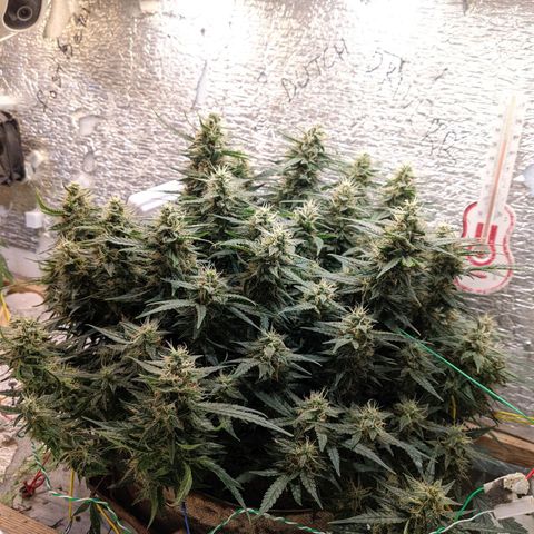 Auto Dutch Driver Feminised  growlog timeline photo