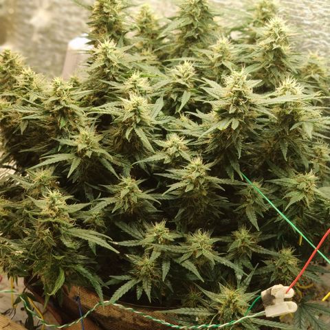 Auto Dutch Driver Feminised  growlog timeline photo