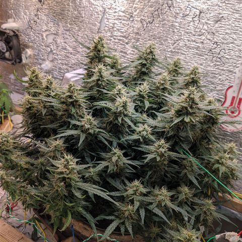 Auto Dutch Driver Feminised  growlog timeline photo