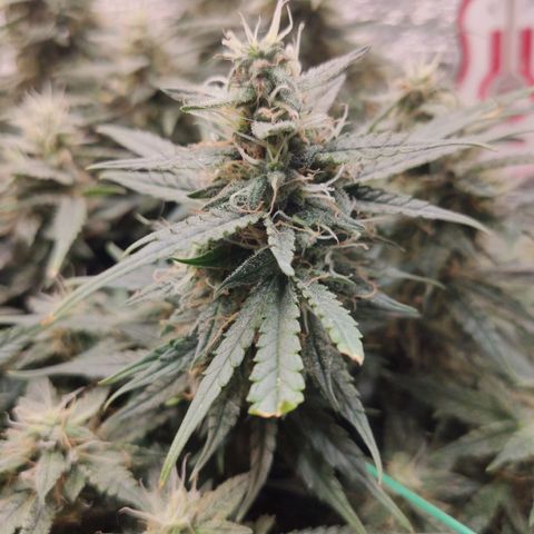 Auto Dutch Driver Feminised  growlog timeline photo