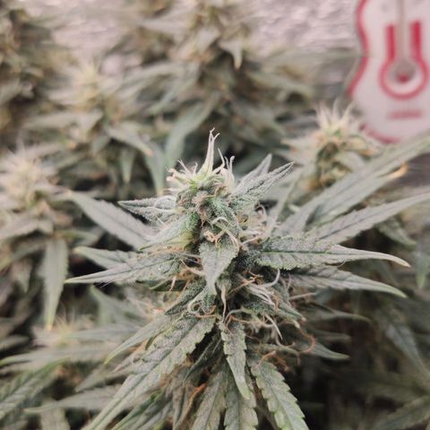 Auto Dutch Driver Feminised  growlog timeline photo