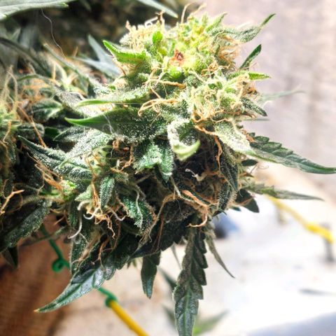 Auto Dutch Driver Feminised  growlog timeline photo