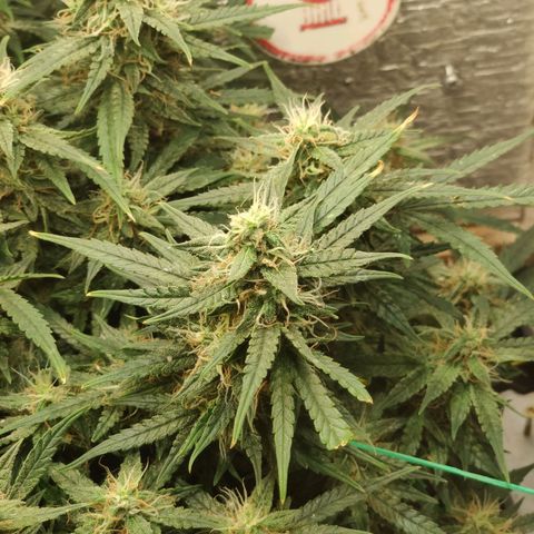 Auto Dutch Driver Feminised  growlog timeline photo
