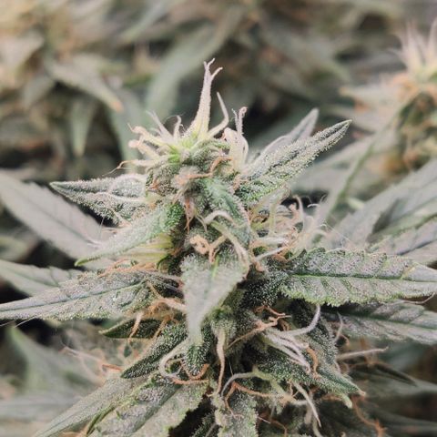 Auto Dutch Driver Feminised  growlog timeline photo