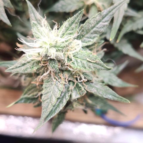 Auto Dutch Driver Feminised  growlog timeline photo