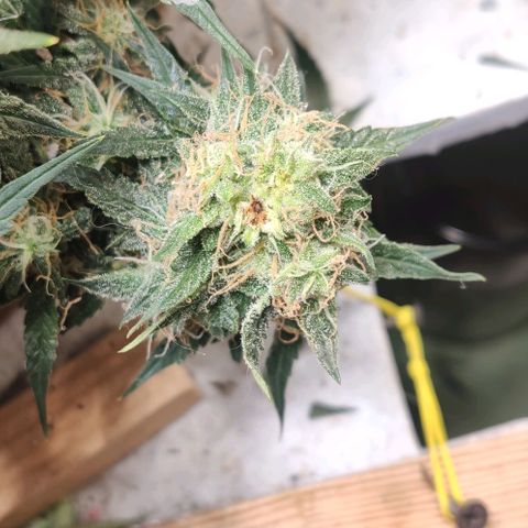 Auto Dutch Driver Feminised  growlog timeline photo