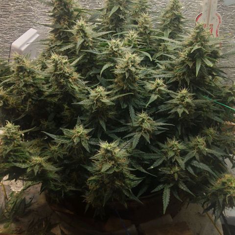 Auto Dutch Driver Feminised  growlog timeline photo