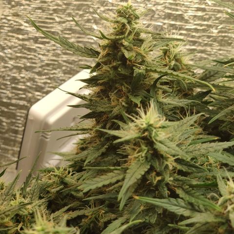 Auto Dutch Driver Feminised  growlog timeline photo