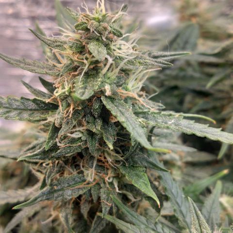 Auto Dutch Driver Feminised  growlog timeline photo